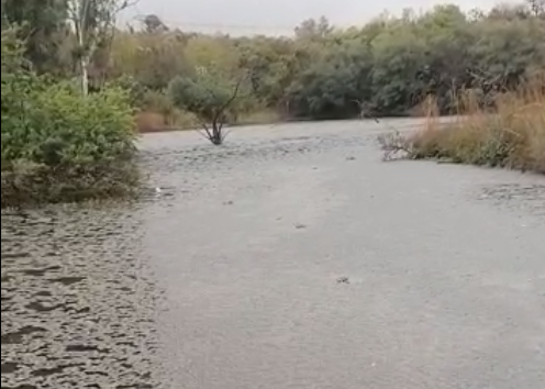 Raw sewage spilling into Pienaarsrivier, while Tshwane Administrators sit idle
